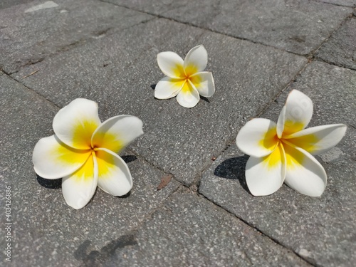 frangipani flowers on the floor