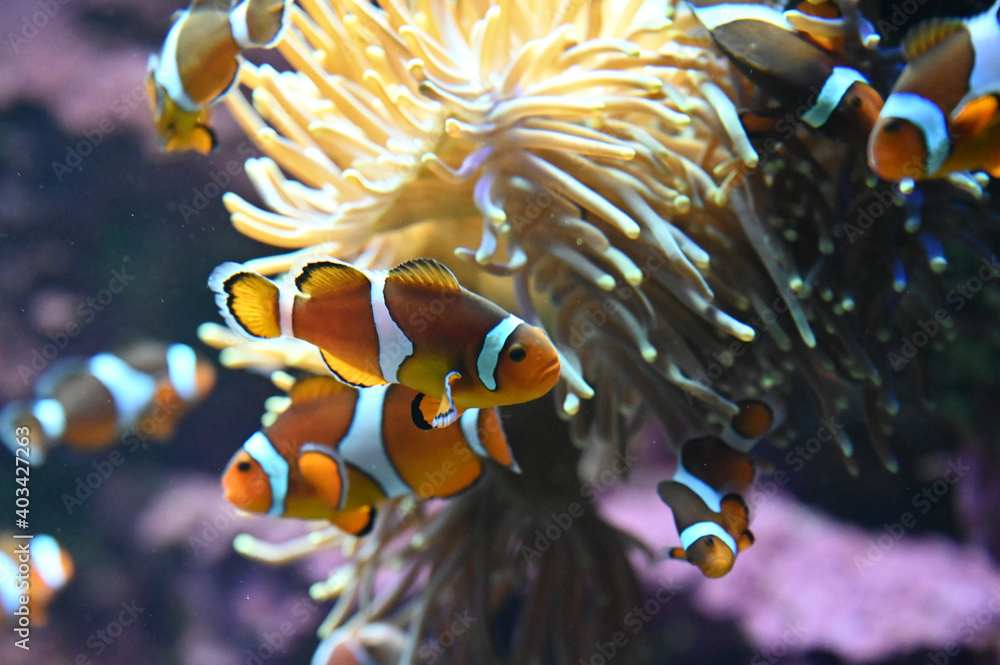 住み家のイソギンチャクで遊ぶ可愛いカクレクマノミ達 Stock Photo Adobe Stock 住み家のイソギンチャクで遊ぶ可愛いカクレクマノミ達 Stock Photo Adobe Stock