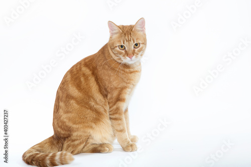 Fototapeta Naklejka Na Ścianę i Meble -  Red cat lies and looks away