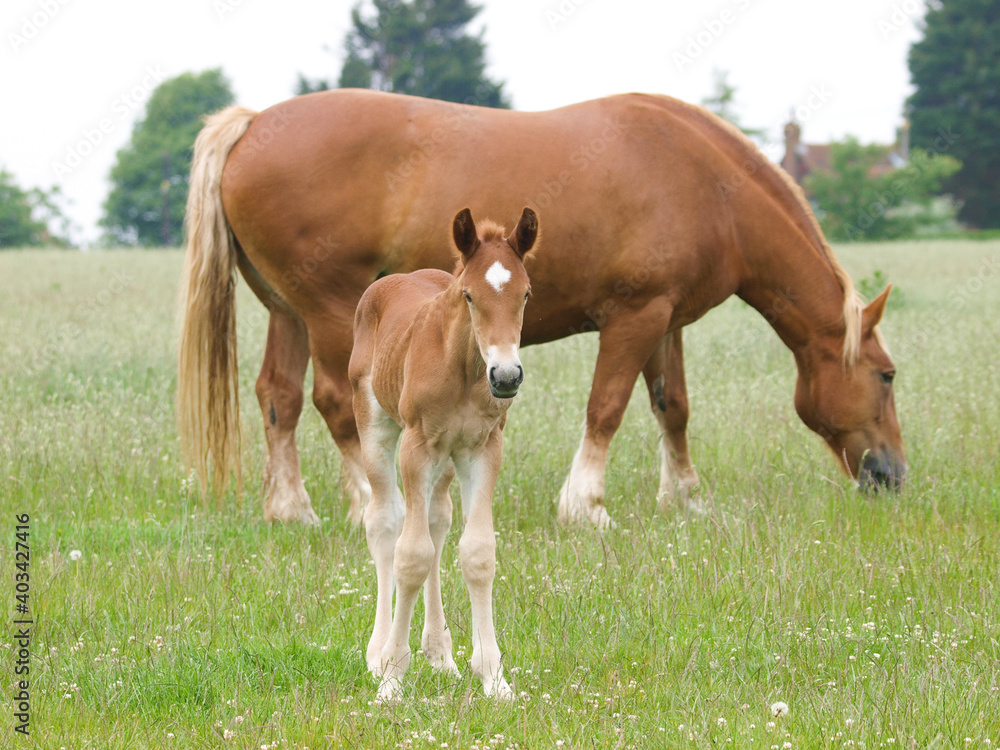 Suffolk Punch Mare and Foal Suffolk Punch Mare and Foal