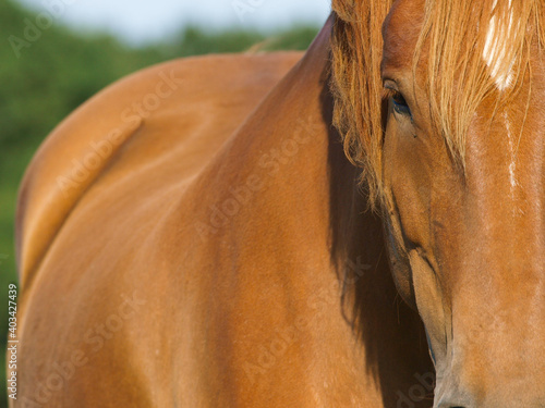 Horse Abstract