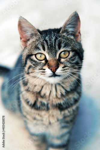 gray cat on the ground © Mustafa