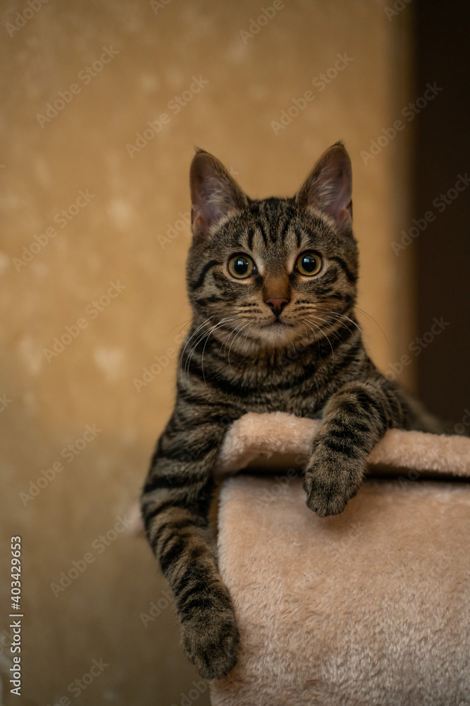 portrait of a brown striped cat