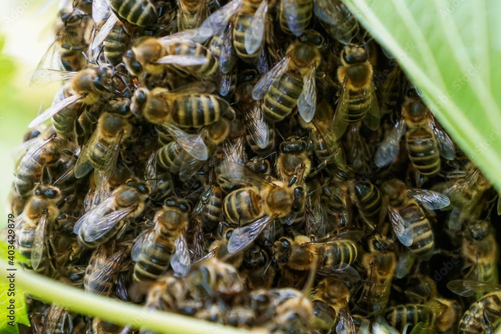 bees on a beehive bees on a beehive