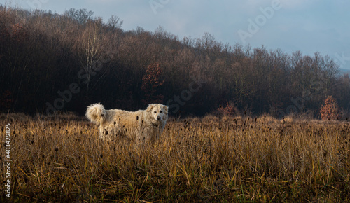 young Hungarian Kuvasz breed shepherd dog in nature