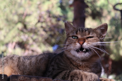 Wallpaper Mural portrait of a cat Torontodigital.ca