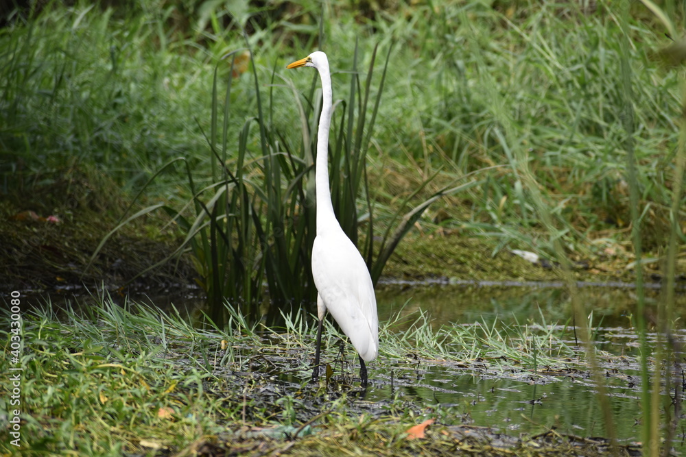 Fototapeta premium white colored lengthy with yellow beaked crane searching for its food in a lake
