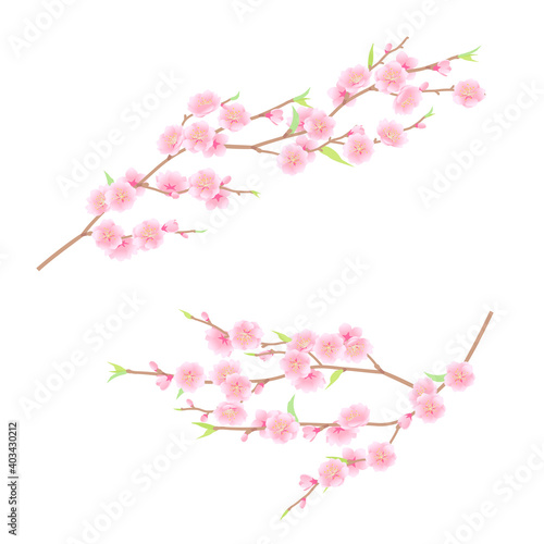 華やかな桃の花のベクターイラスト