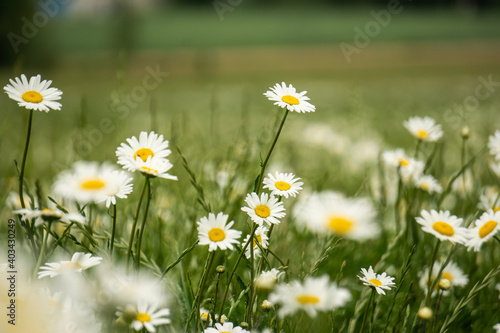 daisies in the meadow