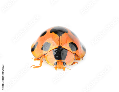 ladybug isolated on white background. © sangsiripech