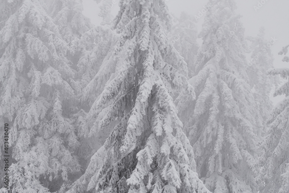 Φωτογραφία Closeup of snow covered coniferous trees (firs) in the forest on a frosty winter day