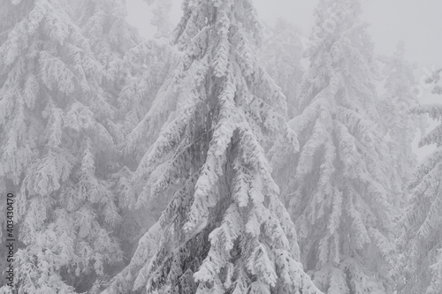 Closeup of snow covered coniferous trees (firs) in the forest on a frosty winter day.