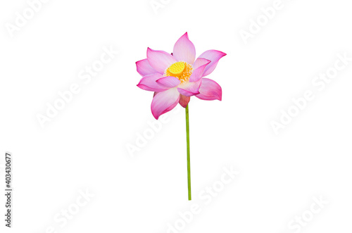 Pink lotus flower isolated on white background with Clipping Paths. © Nisathon Studio