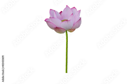 Lotus flower isolated on white background with Clipping Paths.