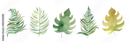 Seth hand drawn watercolor tropical leaves isolated on white background. Botanical illustration, plants.