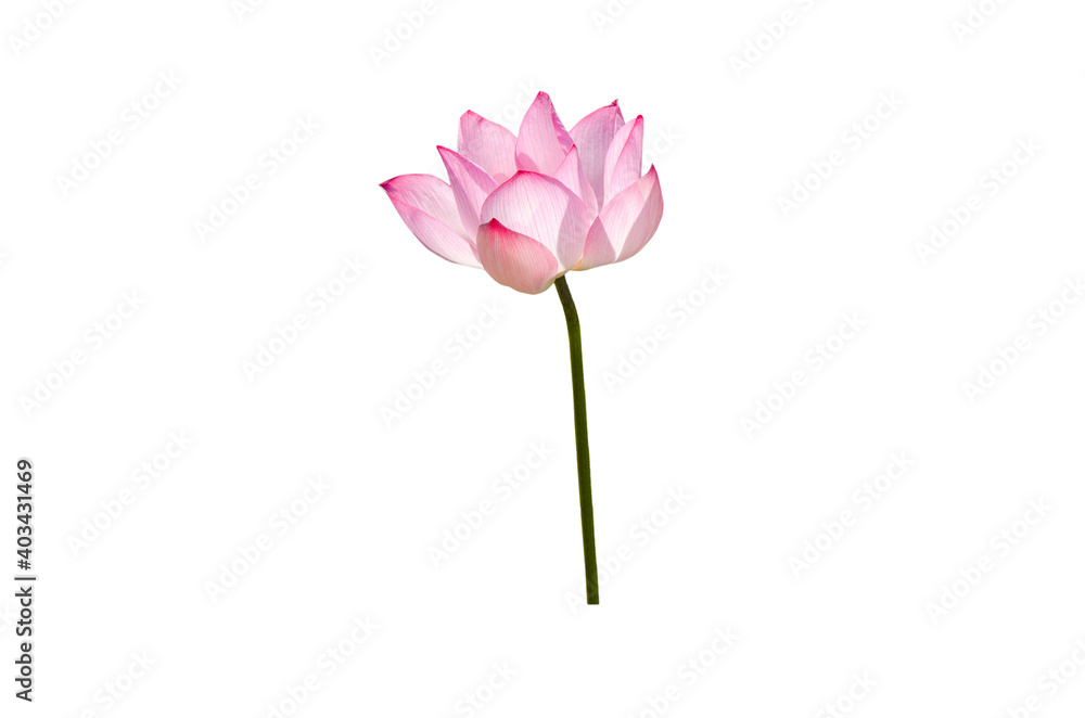 Pink lotus flower isolated on white background with Clipping Paths. Pink lotus flower isolated on white background with Clipping Paths.