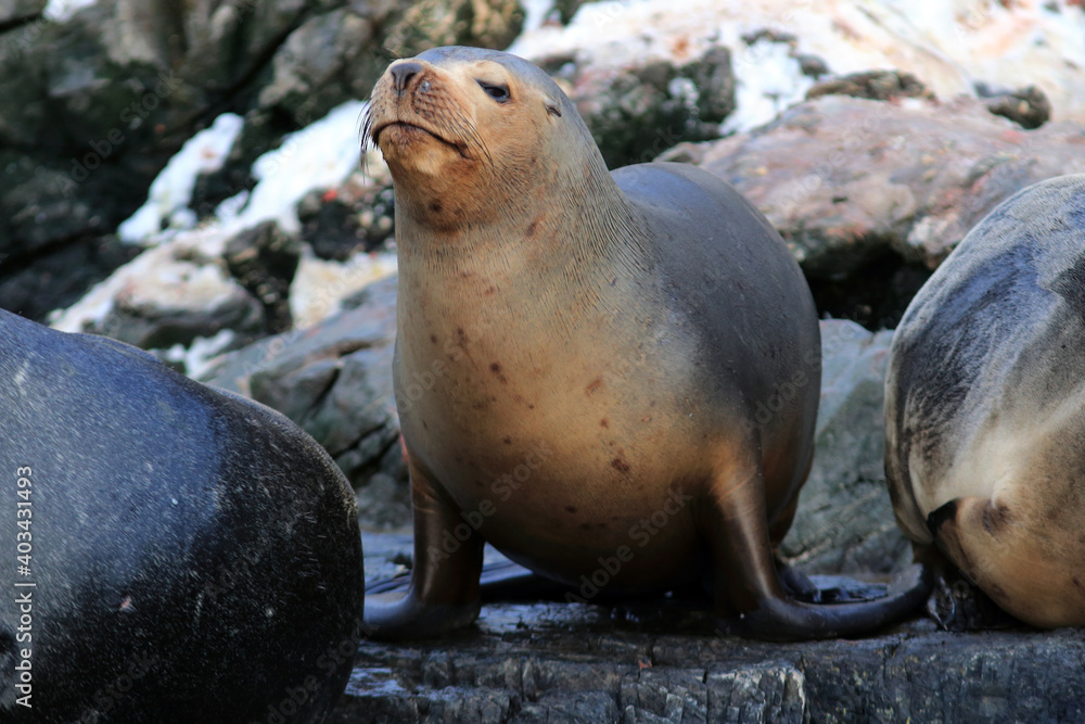 Naklejka premium South American sealion (Otaria flavescens) on the sea lion island, ushuaia, Argentina.