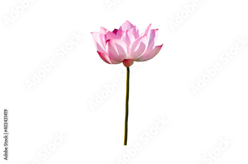 Pink lotus flower isolated on white background with Clipping Paths. © Nisathon Studio