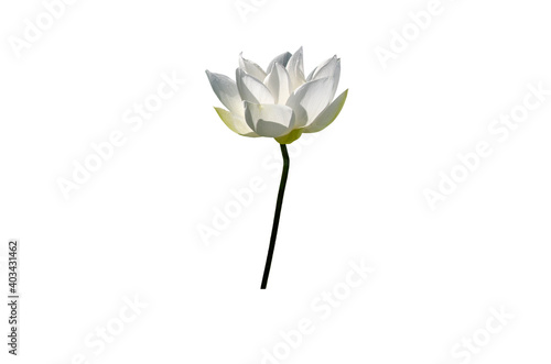 White lotus flower isolated on white background with Clipping Paths.