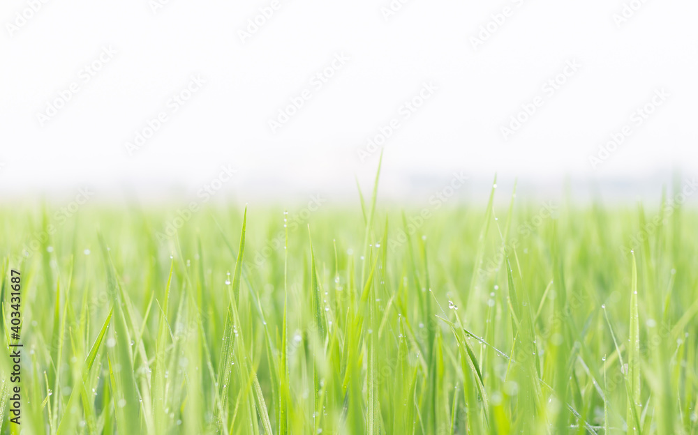 Water droplets on the light green rice leaves and blur green nature background Water droplets on the light green rice leaves and blur green nature background