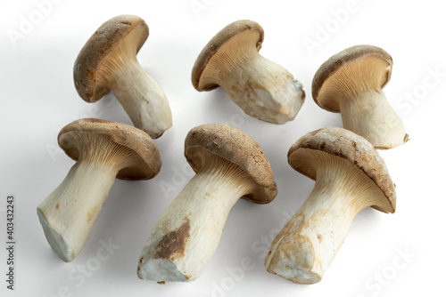 Six king trumpet mushroom isolated on white background. Useful edible mushrooms.