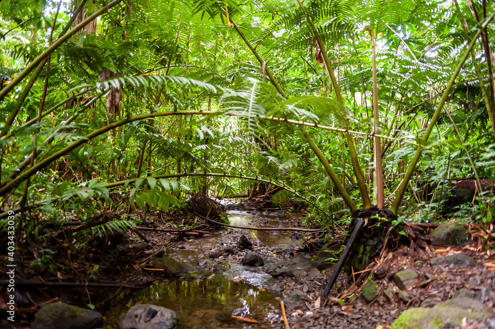 Obraz premium Forest at Honolulu,Hawaii