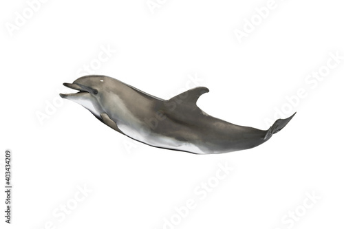 Leinwand Poster smiling dolphin isolated on white background