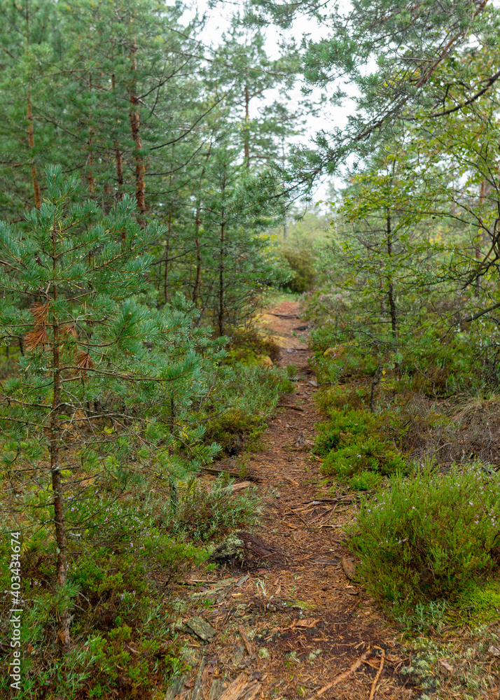 walking trail in the forest, boggy forest vegetation, plants, grass, moss in the rain, autumn walking trail in the forest, boggy forest vegetation, plants, grass, moss in the rain, autumn