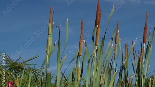 Southern cattail or cumbungi (Typha domingensis) against blue sky. Up Inspiration. photo