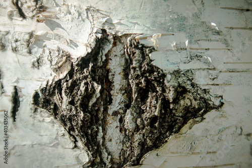 bark of a tree