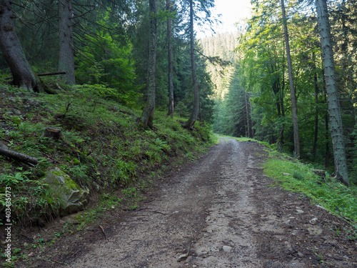Wide empty forest dirt road in summer spruce tree forest and lush green grass at Low Tatras nature park, Slovakia