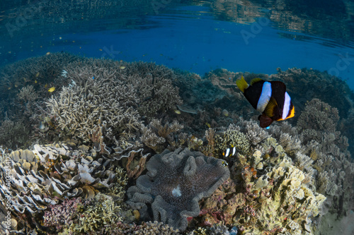 Family of anemonefish swim above their anemone on coral reef