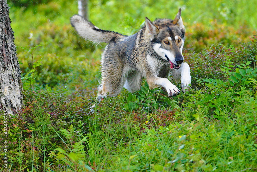 Northern Inuit (kennel name: Machine Lady Artemis), injeora, Trøndelag County, Norway