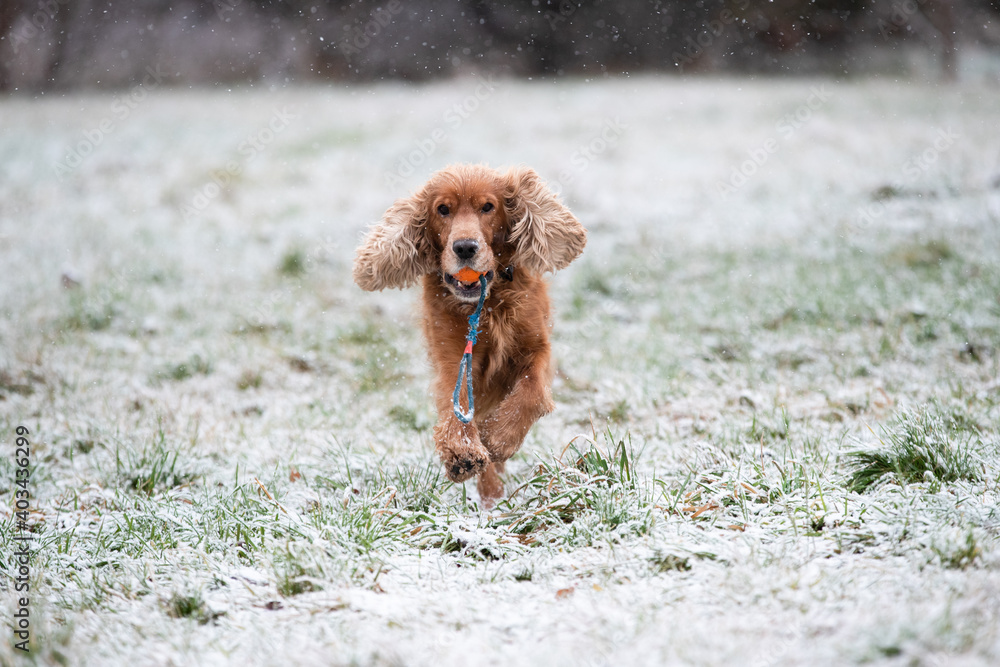 Fototapeta premium A English Cocker Spaniel dog playing in snow, Prague, Czech Republic
