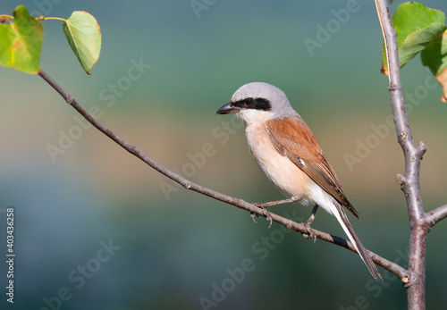 Red-backed shrike, Lanius collurio. The bird sits on a branch on a beautiful background