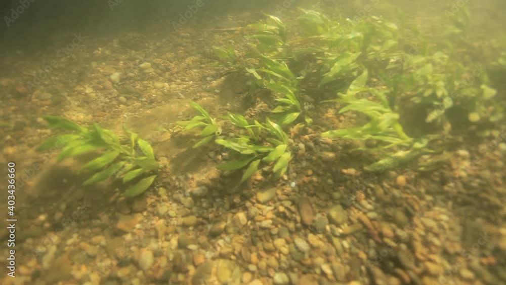 Underwater view of the gravel riverbed on the Drava River in Croatia Underwater view of the gravel riverbed on the Drava River in Croatia