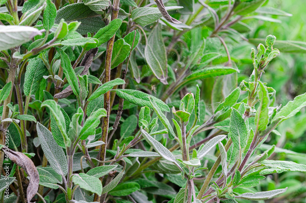 Obraz premium Medicinal herbs. Unconventional medicine. Leaves of medicinal sage