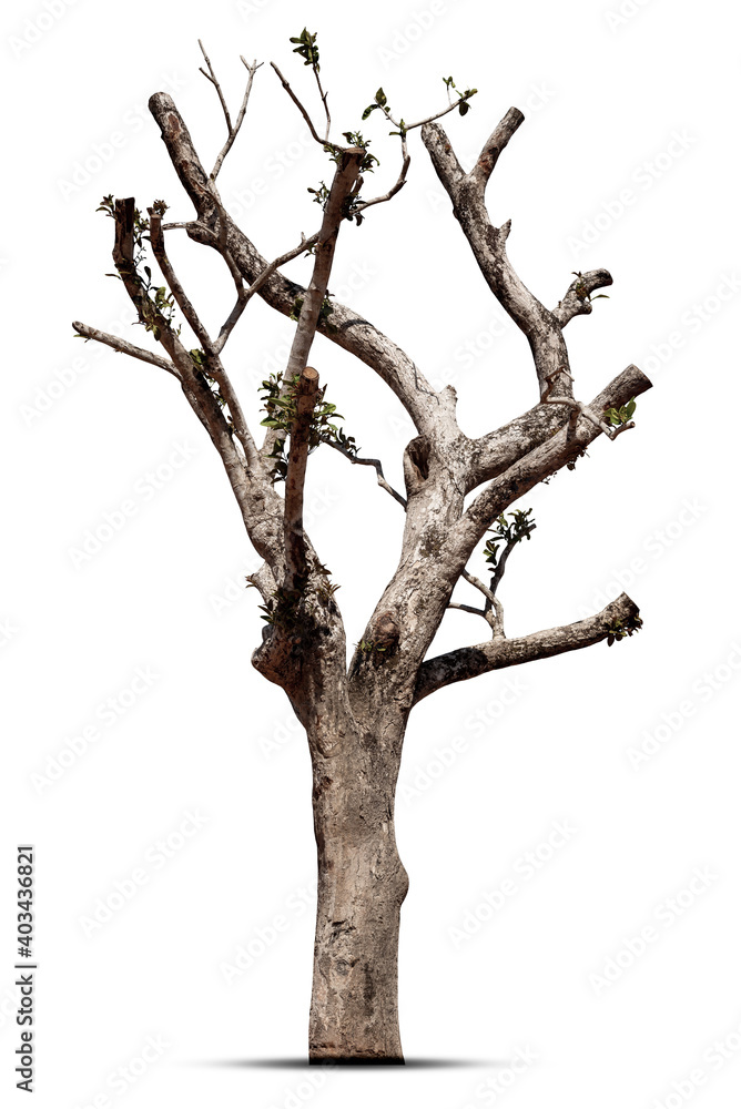 Dead tree isolated on white background.