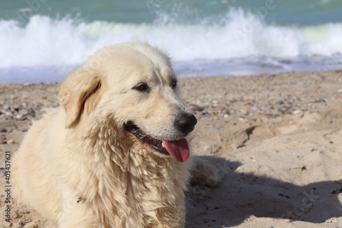 golden retriever dog on beach