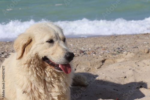 dog on the beach © Semih