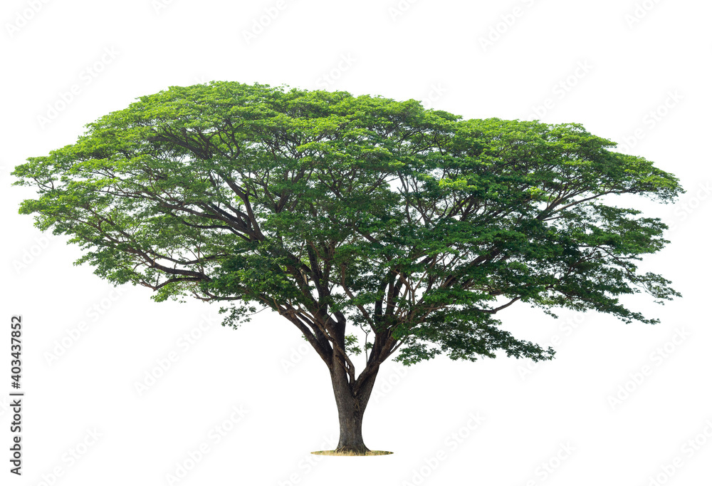 custom made wallpaper toronto digitalTrees isolated on white background, tropical trees isolated used for design, advertising and architecture.