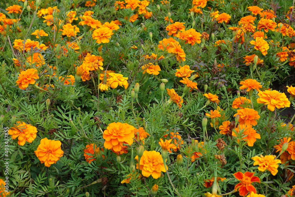 Brightly colored orange Tagetes patula in full bloom in mid July