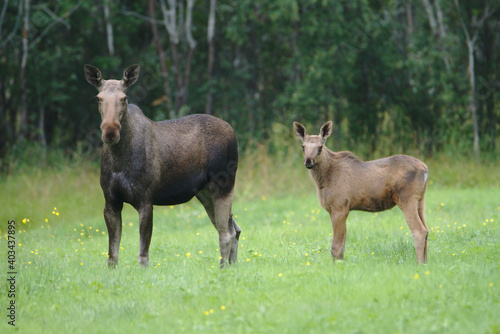 Elk Cow and Calf, Melbu, Hadseloya Island, Lofoten Archipelago, Norway photo