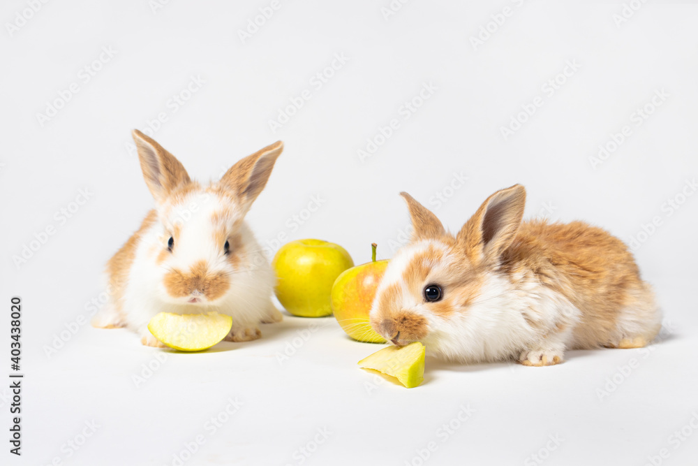 Obraz premium Two little rabbits are eating apples on a white background. Pet rabbit food.