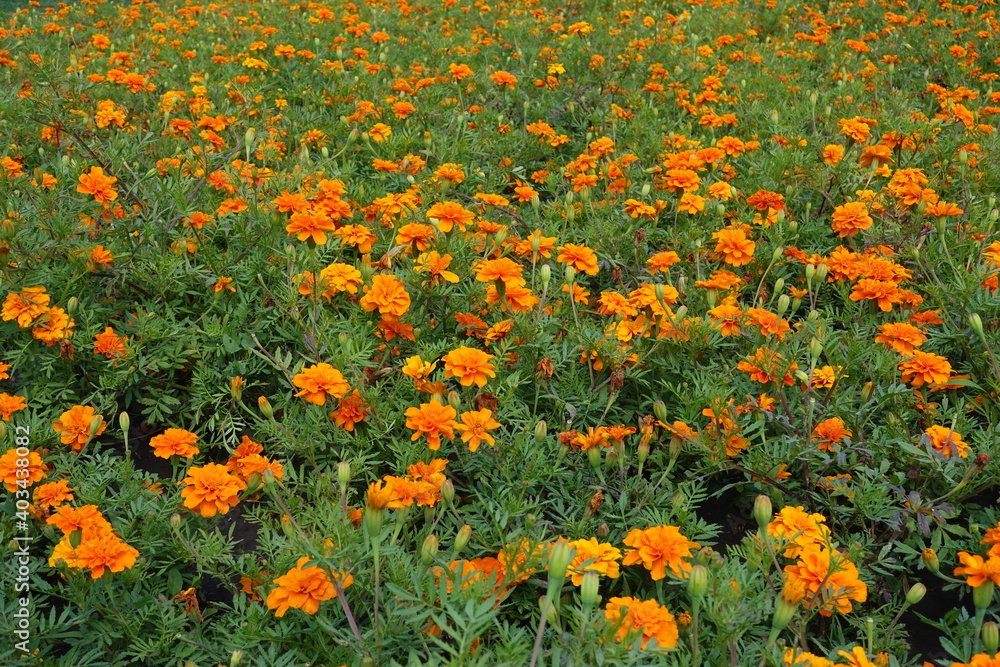 Calathids of bright orange Tagetes patula in July