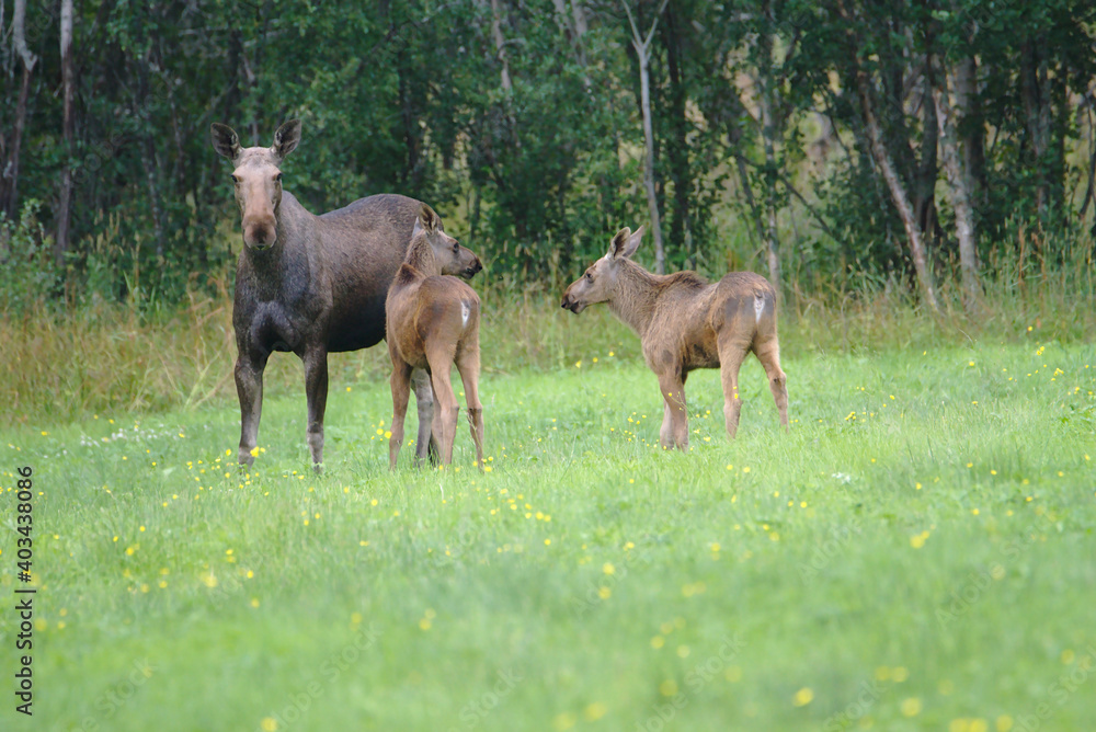 Elk Cow and Calves, Melbu, Hadseloya Island, Lofoten Archipelago, Norway Elk Cow and Calves, Melbu, Hadseloya Island, Lofoten Archipelago, Norway