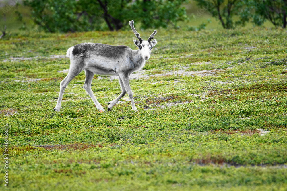 Reindeer, Børselv, Finnmark County, Norway Reindeer, Børselv, Finnmark County, Norway