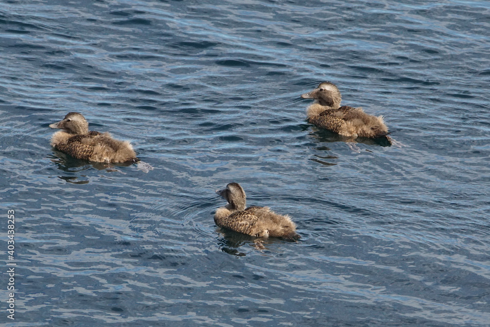 Waterfowl, Atlantic Roadway, Vervang, Møre og Romsdal, Norway Waterfowl, Atlantic Roadway, Vervang, Møre og Romsdal, Norway