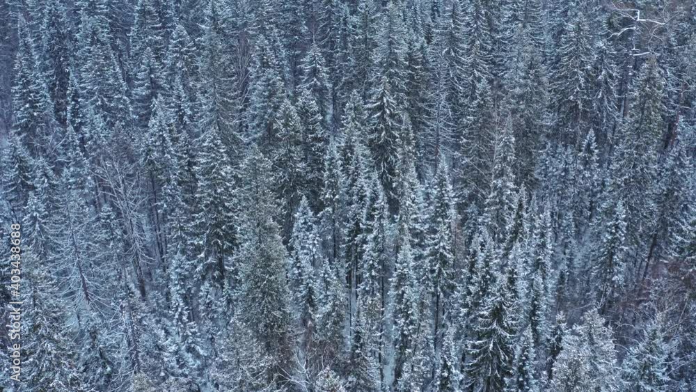 Mixed forest of Siberia in the winter. Aerial view. Snowy cloudy day. Mixed forest of Siberia in the winter. Aerial view. Snowy cloudy day.