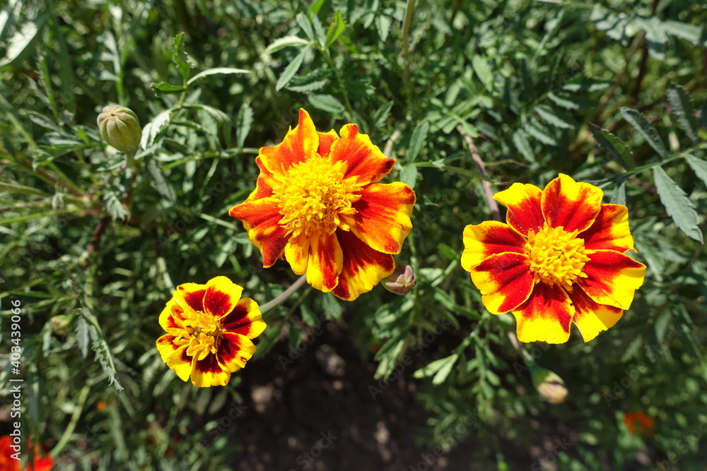 Bundle of three red and yellow flowers of Tagetes patula in July Bundle of three red and yellow flowers of Tagetes patula in July